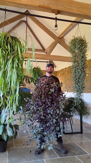 Beautiful Tradescantia Plant Care Tips and Propagation Techniques