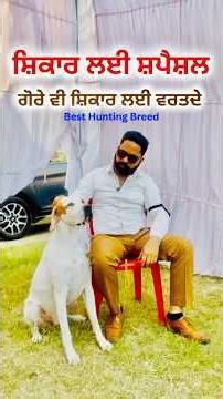 Best Hunting Dog Breed #englishpointer #englishpointerlover #mogadogshow #dogshow2025 #doglovers