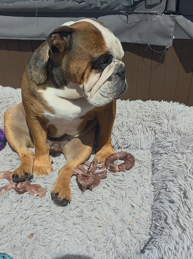English Bulldog Care Tips: Essential Guide for Owners
