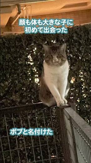 ボス猫を口説いた２年２ヶ月 #shorts