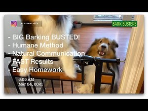 Stop Excessive Barking in Shelties | Shetland Sheepdog Training | Bark Busters Fort Myers