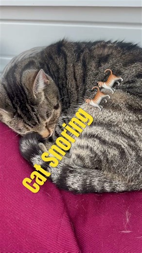Cat Snoring || First time Seen || #Shorts#🐈🐈🐈🐈