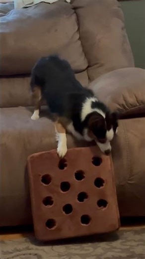 Mini Aussie Mix vs Enrichment Toy 🥕 | Herding Dog Chaos
