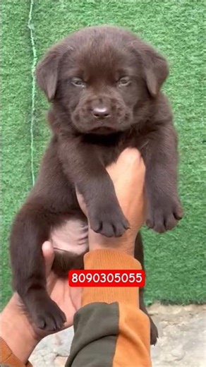 Chocolate Color Labrador Puppy In Varanasi😍♥️