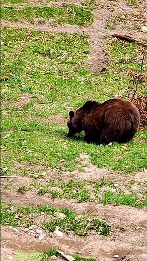 #wildlife #Brownbear – #Lord of the#Forest // Der#Braunbär – #Herr des #Waldes//#Tierwelt