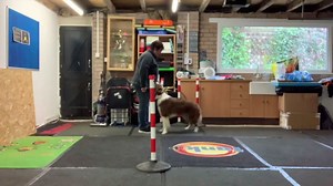 As trainers, we need to be able to depend on our dogs’ ability to respond to the correct verbal cue and not to other stimuli. Verbal cue discrimination training is an important skill; it ensures that your dog responds only to the correct verbal cue and not to other words. It is particularly useful in dog sports, such as canine freestyle, where many verbal cues are given and the dog must differentiate between them. https://bit.ly/389xLc1 In this video by KPA CTP Kim Lyddon, Rio is learning to dis