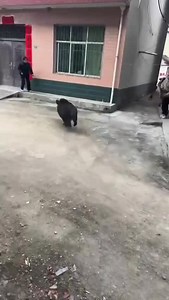 Wild Boar Attacks Woman