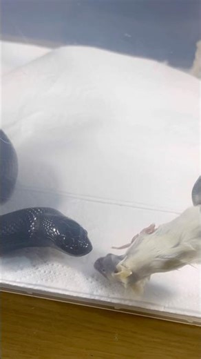 AODA | Mexican Black Kingsnake | #strike #short ⚡️🎬 (05.11.25)