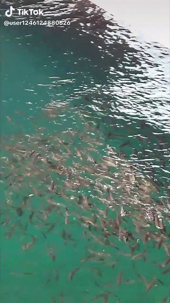 アジが湧く呼子町の魅力 | 民宿大慶