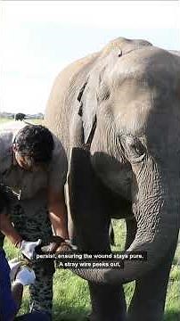 Shocking Discovery: Cable Trap Embedded in Trunk Sparks Urgent Rescue!