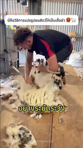 This is how wool is turned into clothing 🧶🐑 #wool #sheep #knowledge