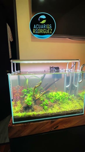 Mantenimiento de acuario plantado #freshwateraquarium #aquariumfish #plantedtank #plantedaquarium