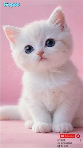 The Cutest Pet Moment on the Internet Today #cute #adorable #pet #babyanimals #fluffy #cuteanimals