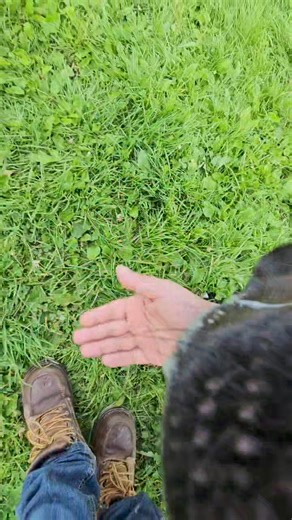 Meet Kettle! A 10 month old Pyrenees Labrador mix. He loves playing with dogs and seems to be making lots of friends. He is very sweet and extremely gentle. He loves being around other dogs as he is very friendly to others. He would be a great addition to any family that is looking for a friendly dog. | Chequamegon Humane Association
