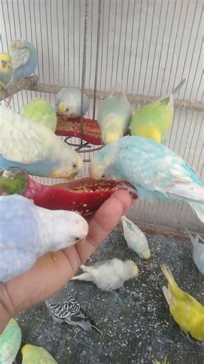 Watch This Budgie Play With Colors 🐦🌈 Cute Hobby Fun