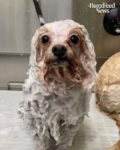 3.2M views · 8.2K reactions | This woman is named “Cat” but loves grooming dogs  | BuzzFeed News | Facebook