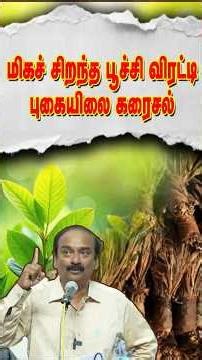 மிகச் சிறந்த பூச்சி விரட்டி புகையிலை கரைசல் #tobacco # #farminnovation #nature#tobaccofarming #agri
