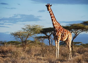 Why Giraffes are Facing a “Silent Extinction”