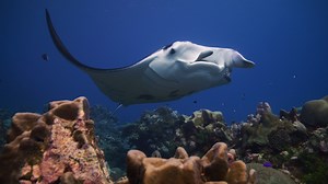 We have been blown away by Rotuma, a volcanic island in the tropical Pacific that is surrounded by uninhabited islets. A place of rich culture and beautiful seascapes, the people of Rotuma have long cared for these waters, which are home to marine turtles, humpback whales, reef fish, manta rays, sea snakes, corals, and many other marine species. Working in partnership with local scientists and communities, our research into the deep sea and nearshore environments will add to the existing body of