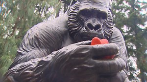 Ivan the Gorilla statue unveiled at Wash. zoo