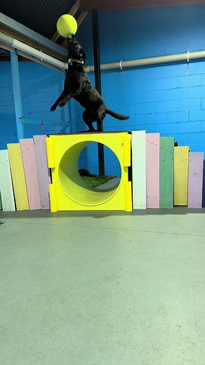 Sadie's Fun Day at the Bark Park — Indoor Dog Play