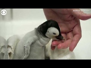 Rare baby emperor penguin hatches in San Diego