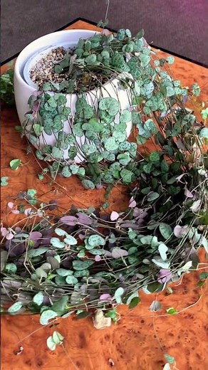 String Of Hearts | Ceropegia Woodii | Home Garden