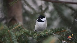 Winter feeding is about more than seed — it’s about survival. Here’s what your backyard birds really need to thrive this season. 🌻🐦 Wild birds use a variety of techniques to stay warm during the cold winter months; however, while they are equipped to withstand most winter weather, survival can be made easier by providing food high in fat, a heated, open source of water and protection from freezing temperatures with natural plant cover or a roosting box. These are only some steps to take in ord
