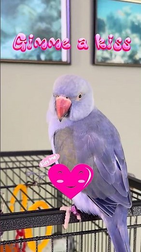Ozzie Says Gimme Kiss 💋 Mwah! | Talking Parrot Blows Kisses