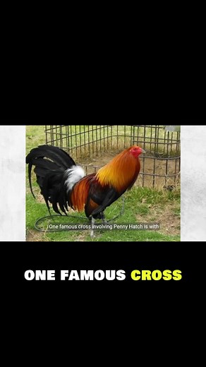 Penny Hatch gamefowl are celebrated for their aggression and unmatched fighting prowess, making them a popular choice among breeders looking to create powerful crosses that enhance specific traits. These strategic breeding practices aim to incorporate new bloodlines while maintaining the integrity of the Penny Hatch breed. One of the most notable crosses is with Kelso Gamefowl, which has proven to be a game-changer in the world of cockfighting. The combination of Penny Hatch and Kelso results in