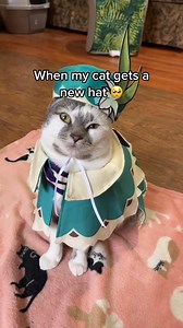 Did you know venti is allergic to cats?😂 #cat #pet #catlovers #petlovers #viralreels #FunnyCats | Aziathecat