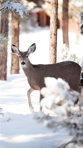 Pozitivní zprávy on Instagram: "V Nizozemsku jdou na ochranu zvěře u silnic chytře – místo plotů a podchodů testují systém, který v pravý moment upozorní řidiče. 🦌 Když se divoké zvíře přiblíží ke komunikaci, podél silnice se rozsvítí tenké zelené laserové linie. Nejde o „zábranu“ pro zvěř, ale o jasný vizuální signál pro lidi za volantem: pozor, v okolí se pohybuje zvěř, zpomalte. Důležité je, že se systém spouští jen tehdy, když je zvíře skutečně poblíž – takže se spouští jen v pravou chvíl