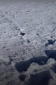 20K views · 989 reactions | TRÈS MIGNONNE... Cette hermine toute blanche avec le bout de la queue noire ! Un grand merci à Jean Mi Savoie et au très sympa groupe "Randonnée en Haute Savoie/Savoie" pour cette vidéo. #Hermine #hiver #touteblancheavecleboutdelaqueuenoire | La Place du Village | Facebook