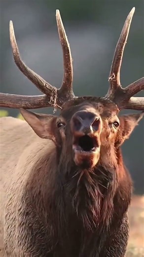 See how African people are hunting deer for food