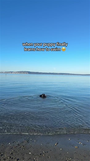 Grizzly Bear Learns to Swim: Adorable Animal Moments