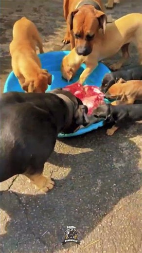 RAW MEAT make them MEAN⁉️ #boerboels #boerboelpuppies #rawfeedingdogs #rawfood #rawdiet