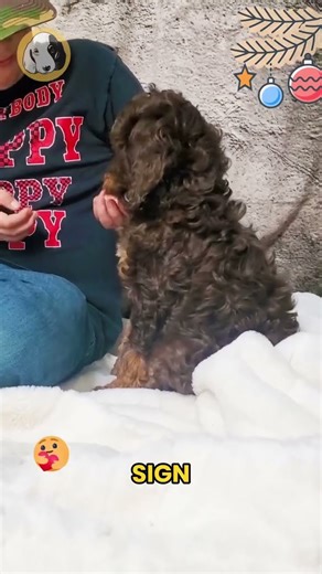 Say hello to Chewy, the F1 Cockapoo boy with cuddly curls, bright eyes, and a heart full of love!