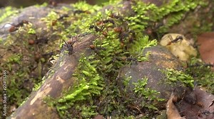 Slow motion of army ants (Eciton sp.) marching over mossy tree roots on the rainforest floor in the Ecuadorian Amazon.