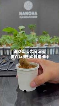 選び出したら沼る観葉植物 #観葉植物 #ガジュマル