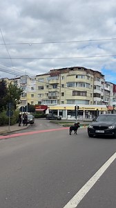 🐕🐕🐕 #Bacau | Bacau NET