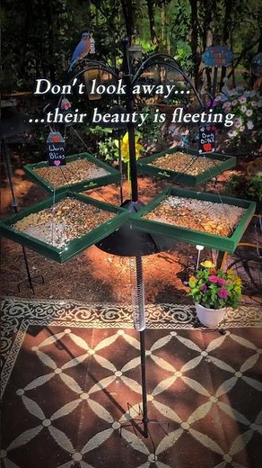 🐦Eastern Bluebirds at Sunrise | Slow Motion Backyard Birdwatching