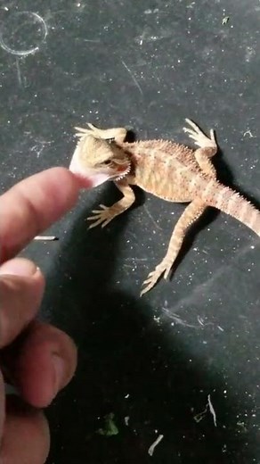 Aggressive baby bearded dragon