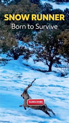 SNOW RUNNER markhor sprinting through deep snow 🐐 #shorts