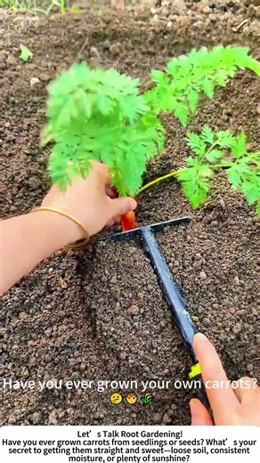 Planting Carrot Seedlings – A Simple Start to a Crunchy Harvest! 🥕🌱