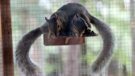 'Babies left and right': Rescue group saves baby squirrels