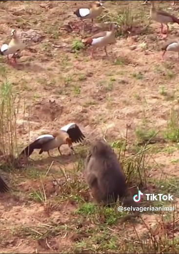 Selvageria no TikTok