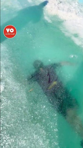 Ice Swimming Daredevil Dives Into Freezing Water in Russia
