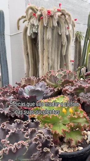 🌵 5 Dicas Rápidas pra Suas Suculentas Ficarem Sempre Lindas! 🌵 1️⃣ Substrato leve e bem drenado Suculentas precisam de um solo que seque rápido. Use um substrato específico pra elas — ele garante oxigenação nas raízes e evita o apodrecimento. 🌱 2️⃣ Ventilação é fundamental Elas amam ar circulando! Mantenha suas suculentas em locais arejados, longe de ambientes abafados. O ar parado favorece fungos e pode comprometer a planta. 💨 3️⃣ Adube com moderação, mas com frequência Durante o período de