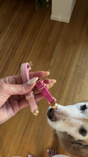 Personalized Pink Collars for Cats | MEWYAR Collar Review