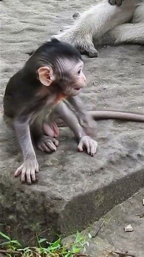 🐒🥰 The Sweetest Baby Monkey #monkey #shorts #viral #love #feed